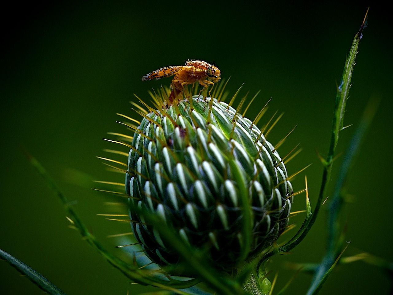 Fruchtfliege
