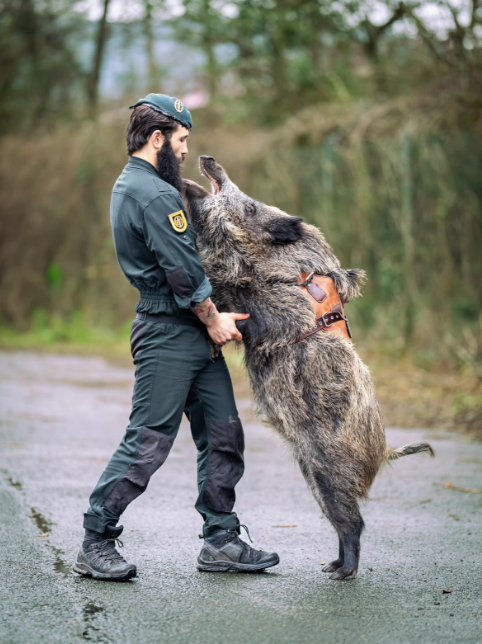 Heute.at - Tierisch! Wildschwein beschützt Polizei-Spezialeinheit