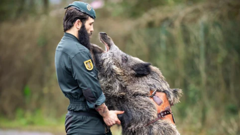 Heute.at - Tierisch! Wildschwein beschützt Polizei-Spezialeinheit