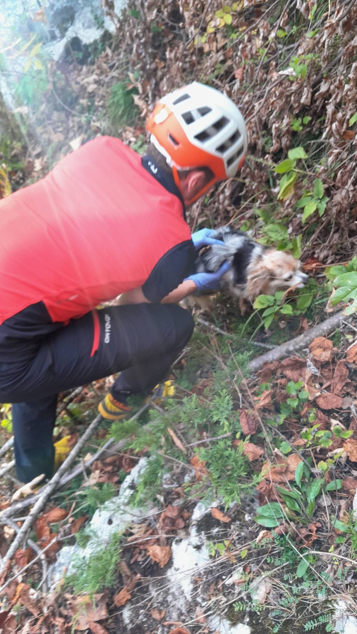 Heute.at - Drama beim Wandern! Chihuahua stürzt 50 Meter ab