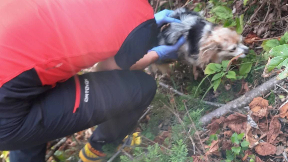 Heute.at - Drama beim Wandern! Chihuahua stürzt 50 Meter ab