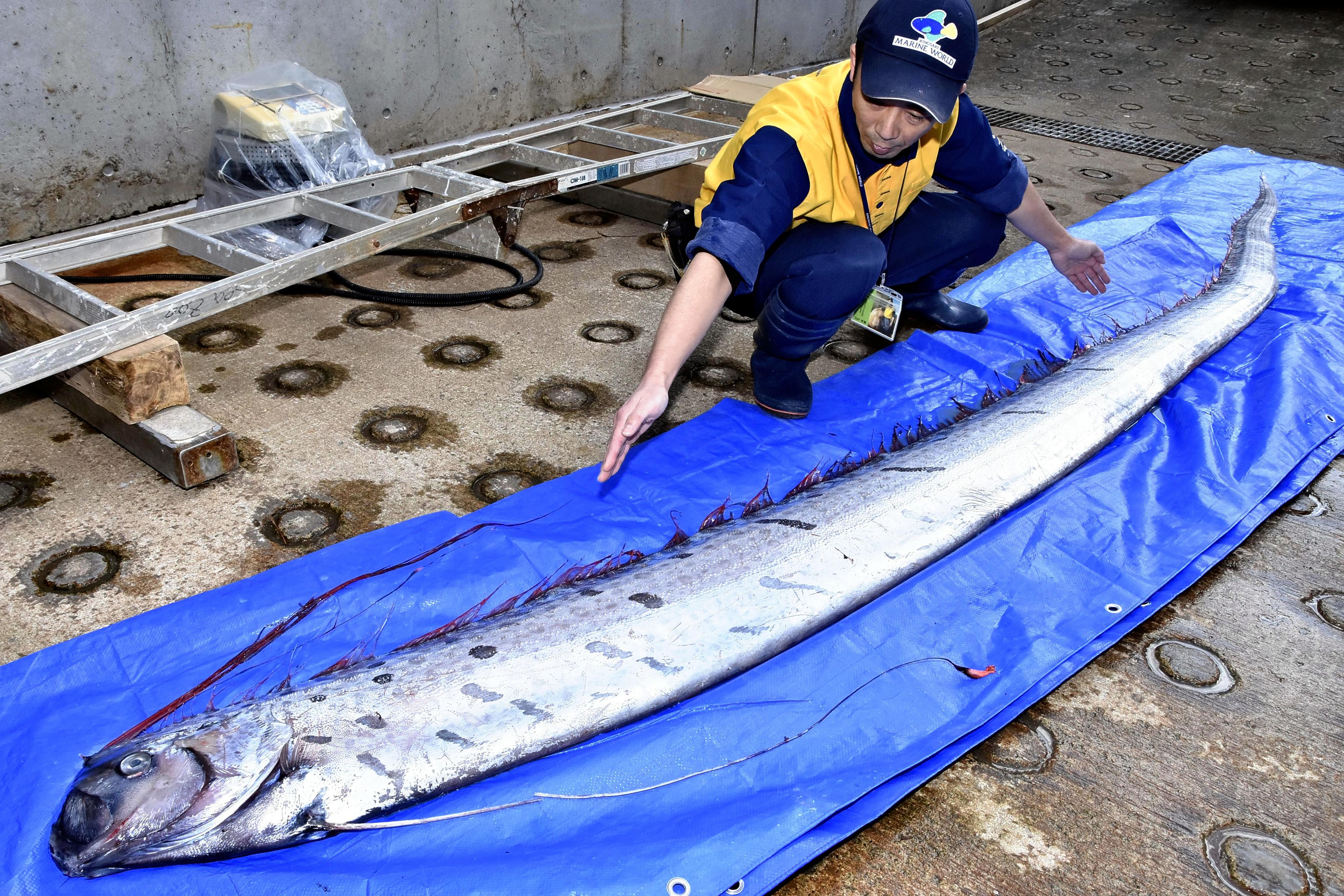 Ein Riemenfisch (Regalecus glesne), auch als „König der Heringe“ bekannt, wurde in einem stationären Küstennetz vor der japanischen Stadt Toyooka gefangen.