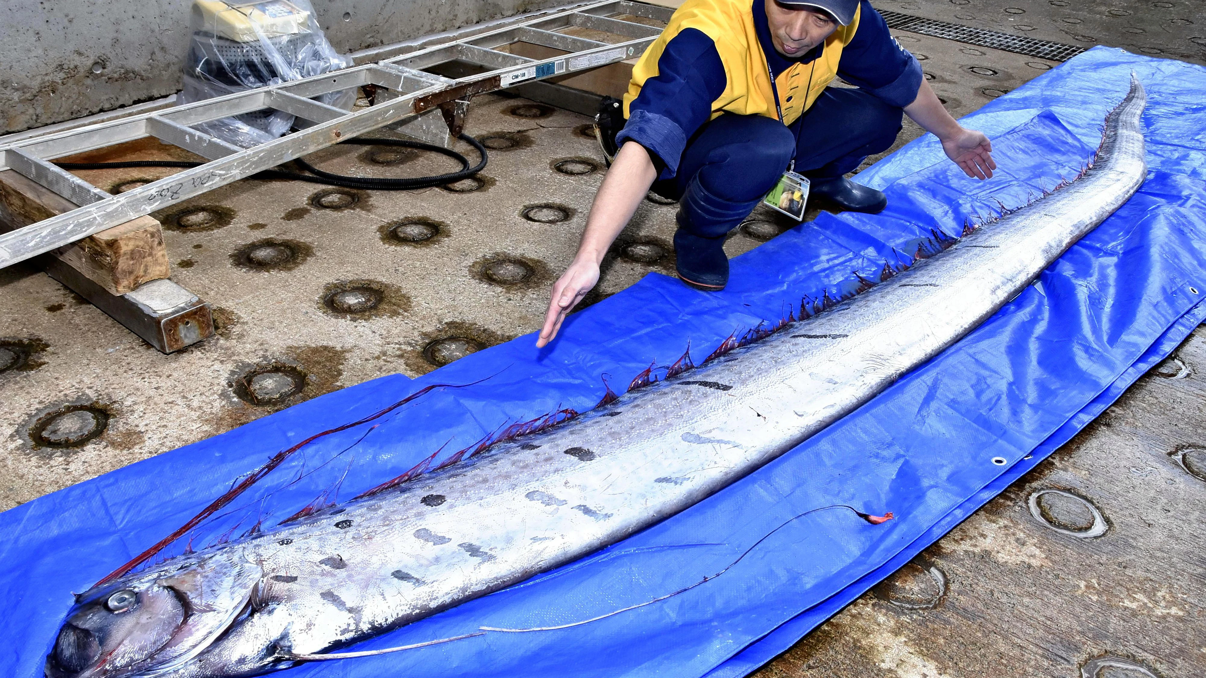 Ein Riemenfisch (Regalecus glesne), auch als „König der Heringe“ bekannt, wurde in einem stationären Küstennetz vor der japanischen Stadt Toyooka gefangen.