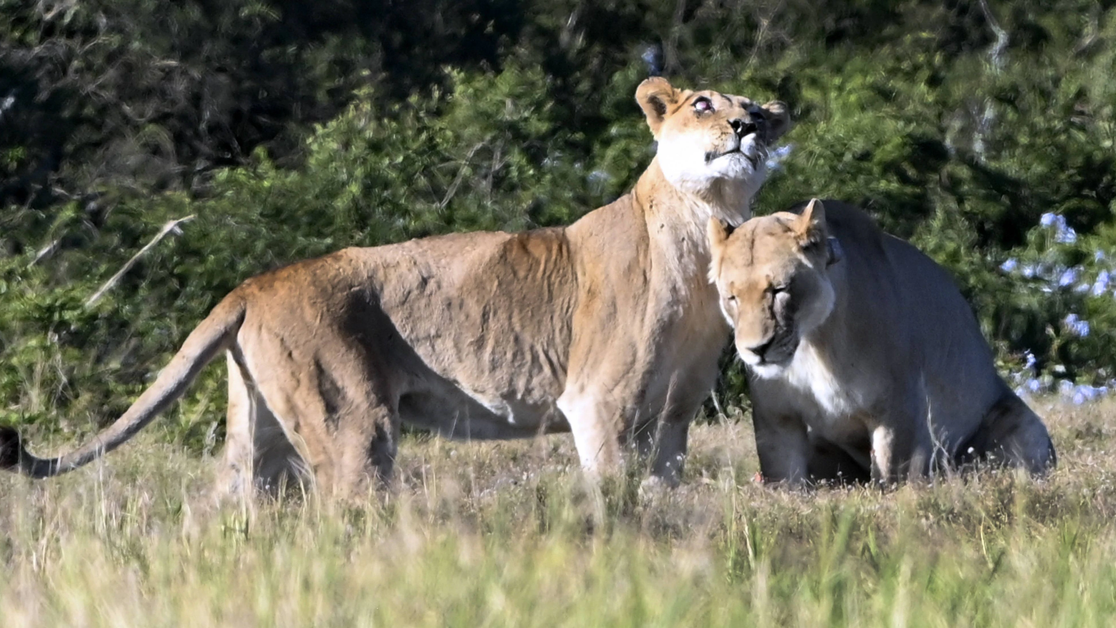 Töchter "Duffy" und "Dawn" waren mehr als fünf Jahre die Augen für Mamalöwin "Josie". 