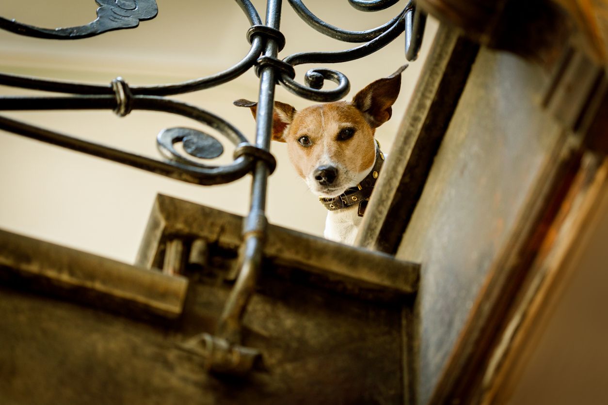 Der Hund attackierte im Stiegenhaus eine Person.
