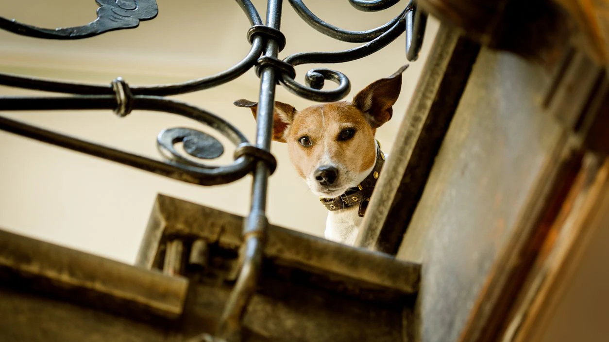 Heute.at - Nicht aggressiv – doch Hund von Wienerin biss zu