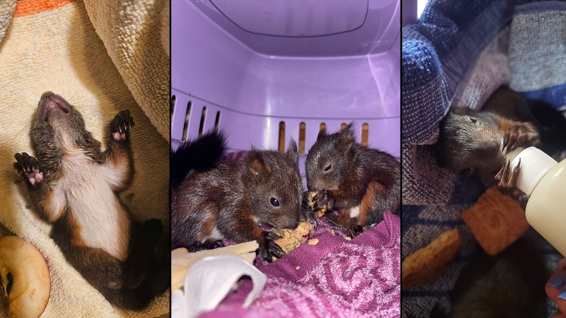 Die Pfotenhilfe ist freilich eine professionelle Anlaufstelle für solche Wildtierkinder.