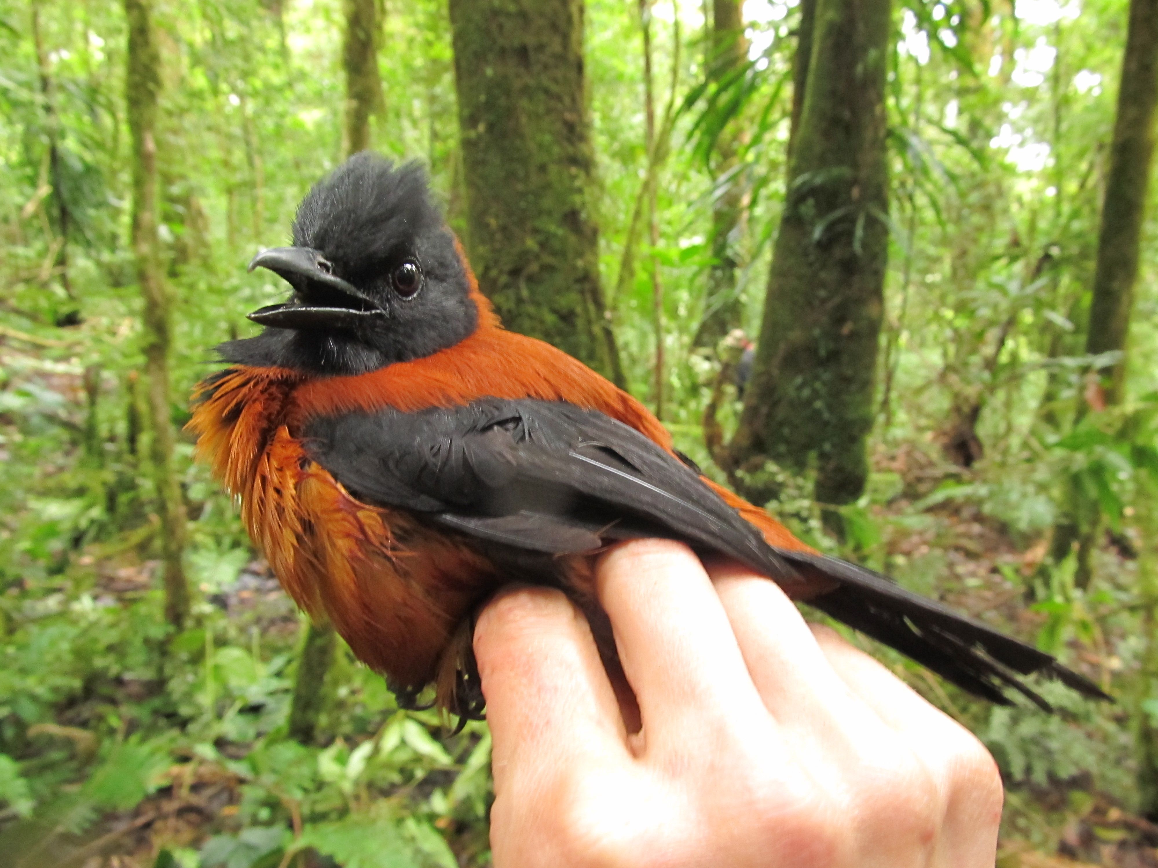 Ein Zweifarbenpirol (Pitohui dichrous) in einem Reservat auf Papua-Neuguinea. Er gilt als giftigster Vogel der Welt, sollte am besten gar nicht angefasst werden.