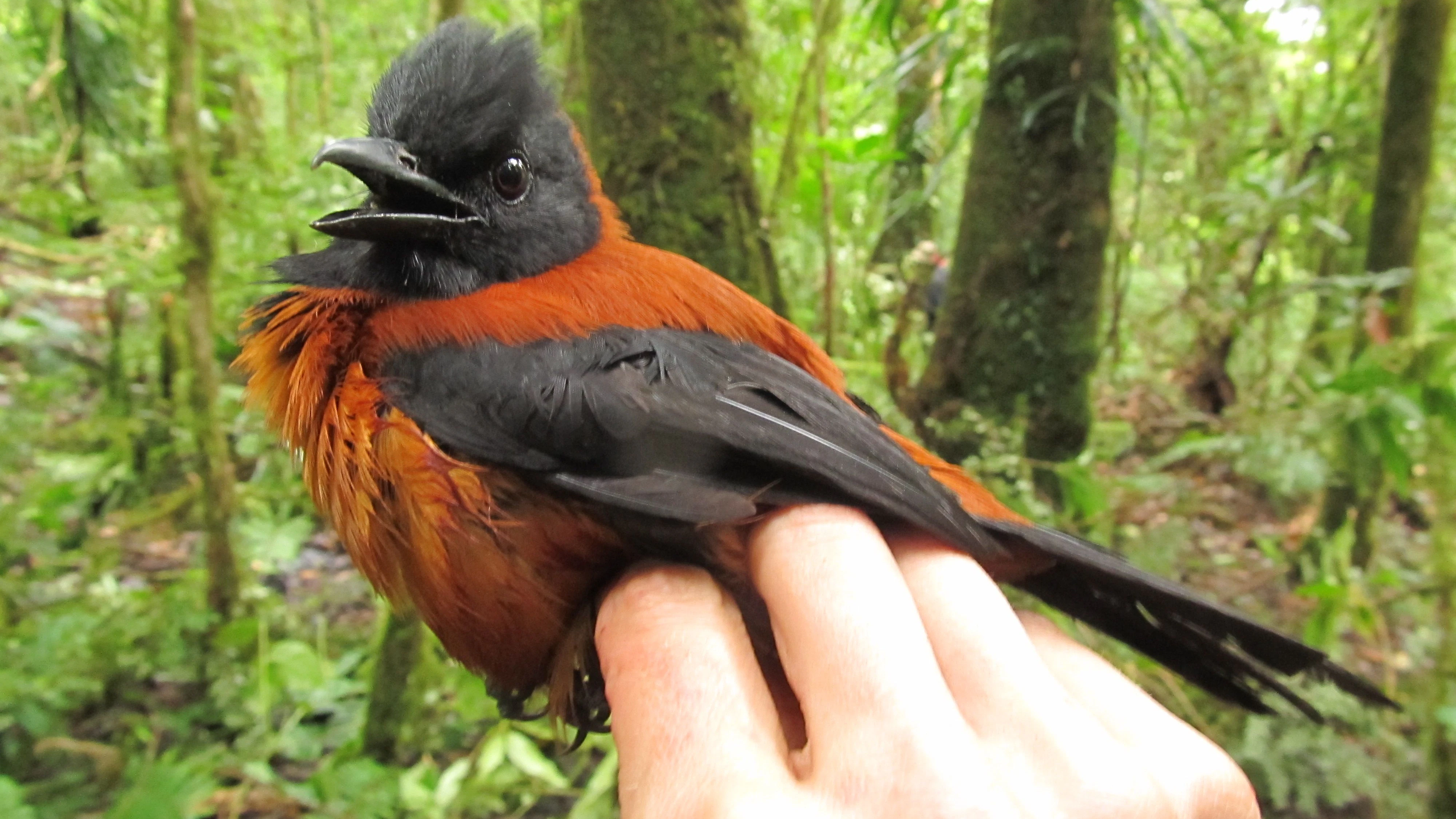 Ein Zweifarbenpirol (Pitohui dichrous) in einem Reservat auf Papua-Neuguinea. Er gilt als giftigster Vogel der Welt, sollte am besten gar nicht angefasst werden.
