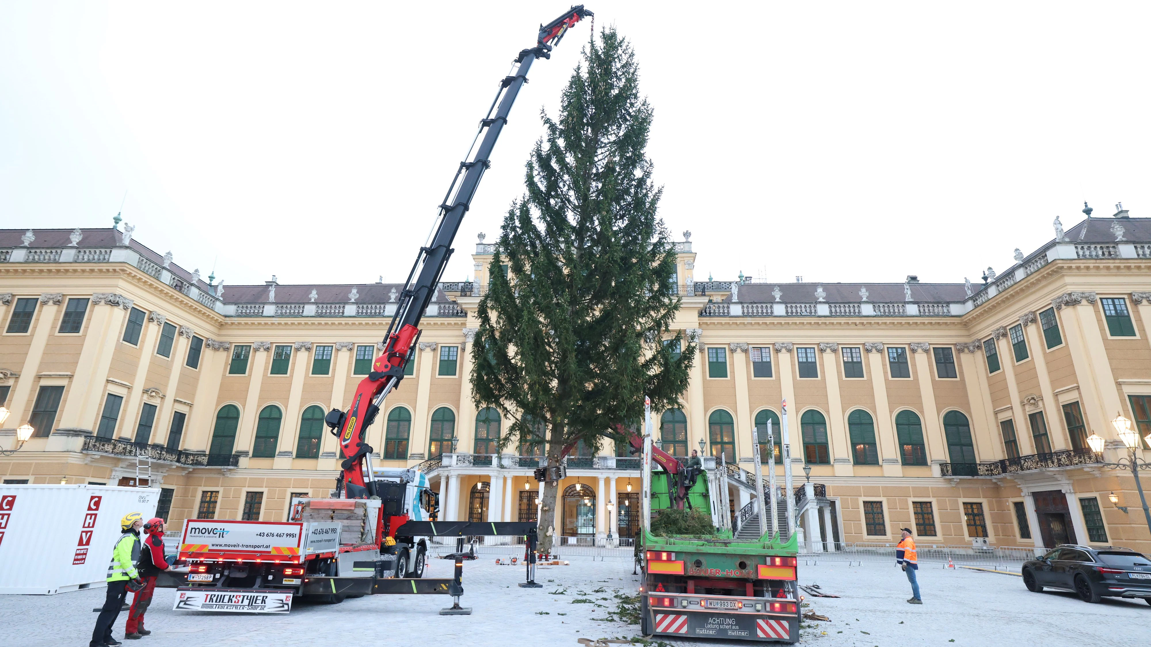 22 Meter hoch! Weihnachts-Riese in Schönbrunn gelandet