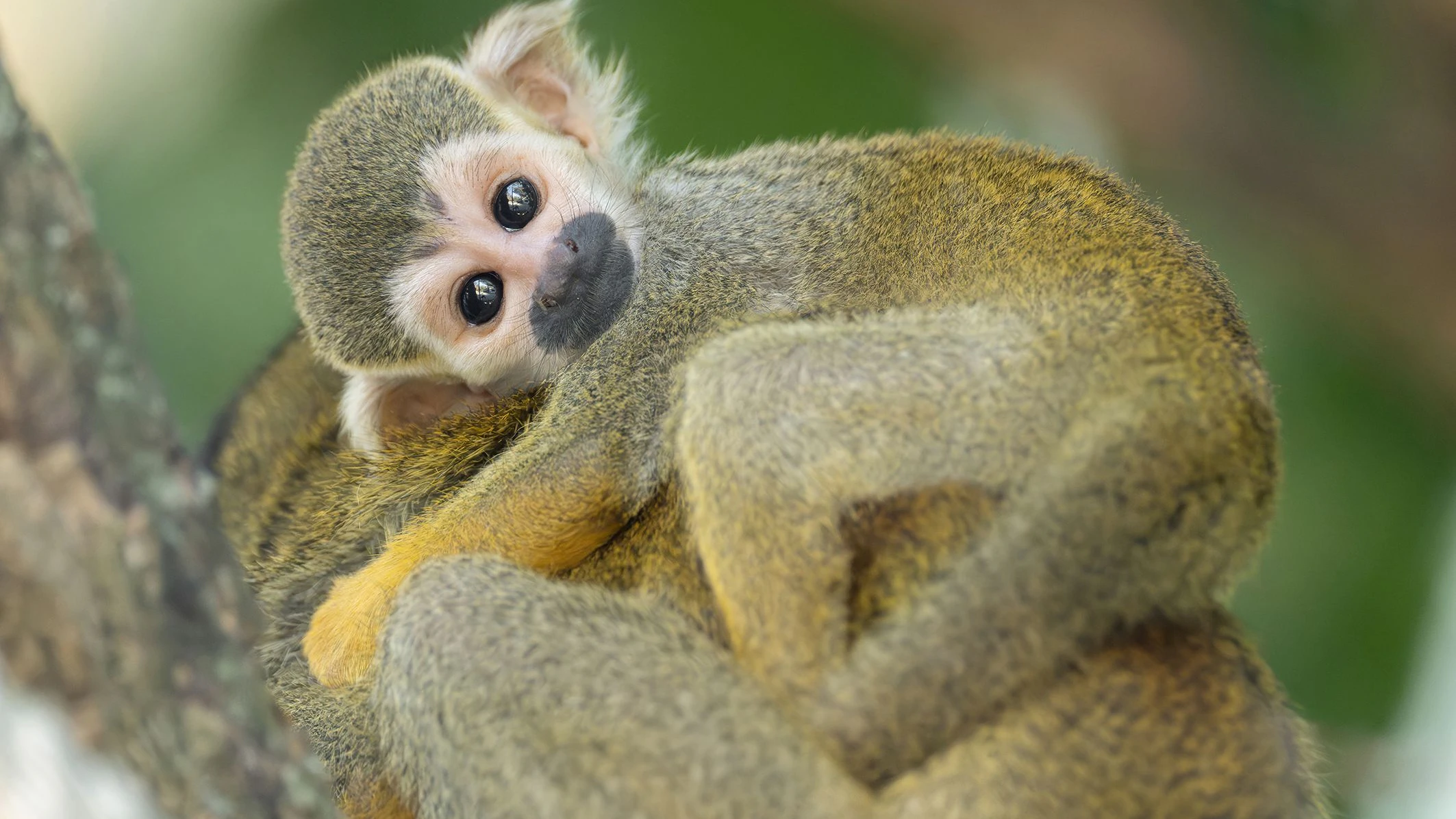 Den Blick in die Kamera haben die niedlichen Tierkinder schon gut drauf, oder?