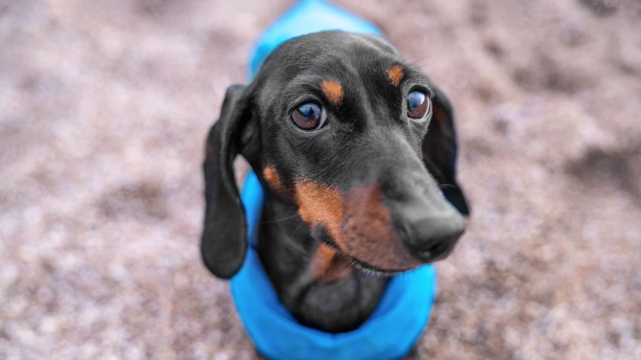 A black and tan dachshund in a bright blue raincoat sits on the sand, eyes wide, looking mysteriously into the camera.