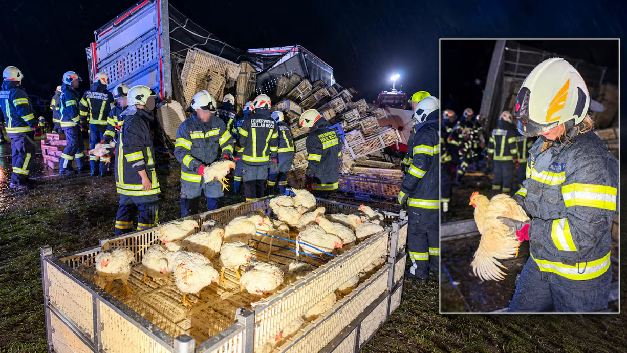 Mehr als 60 Feuerwehrleute waren mit dem Einfangen der Vögel beschäftigt.