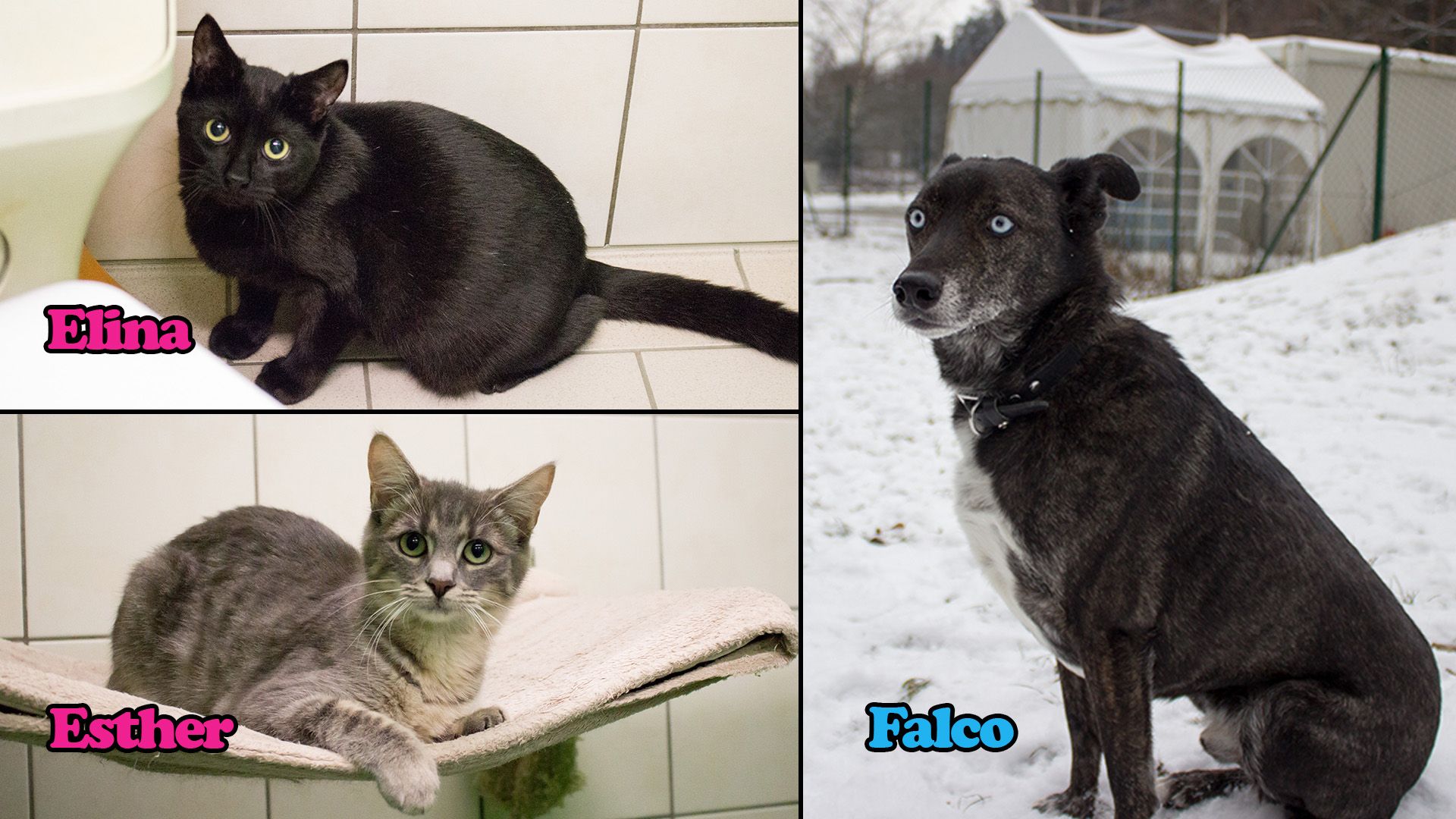 Die zwei jungen Katzenmädchen würden gerne gemeinsam die Welt entdecken, während 