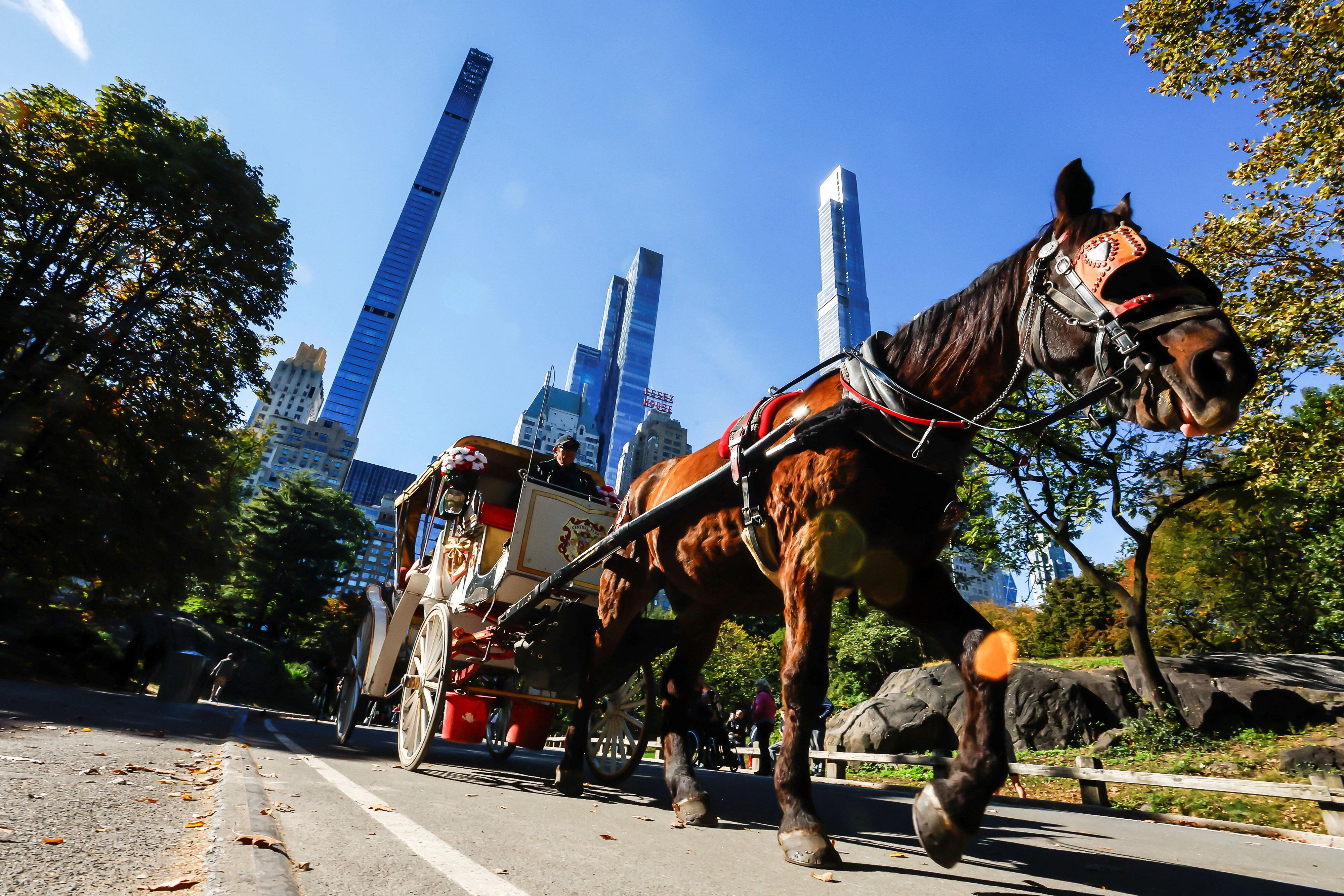 Teilweise schlimme Zustände: Ein Kutschpferd mit deutlich sichtbaren Quaddeln am Bauch im Central Park – diese könnten etwa ein Zeichen für eine unbehandelte Allergie sein