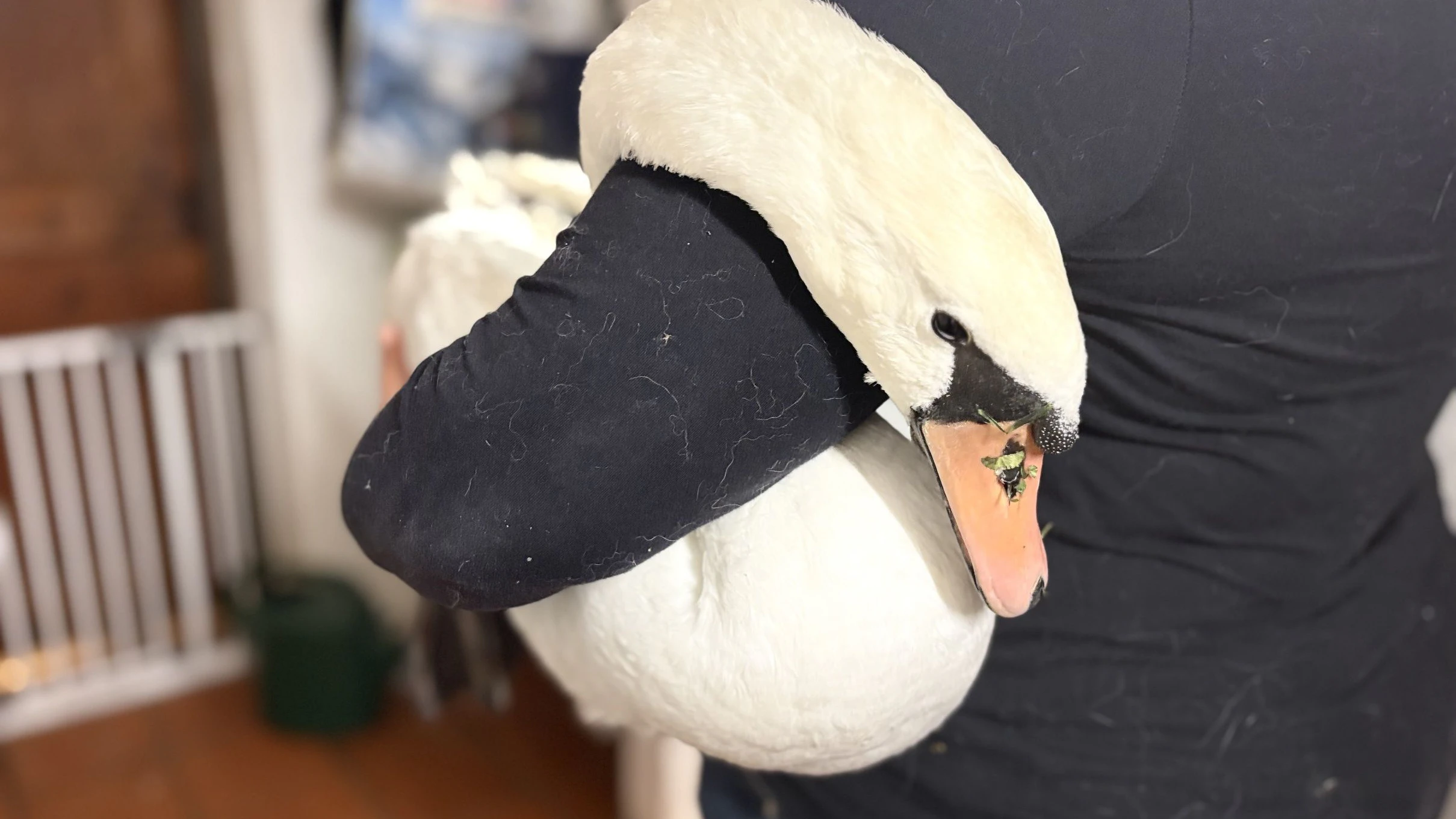 "Zum Sterben liegen gelassen" - Bus gegen Schwan