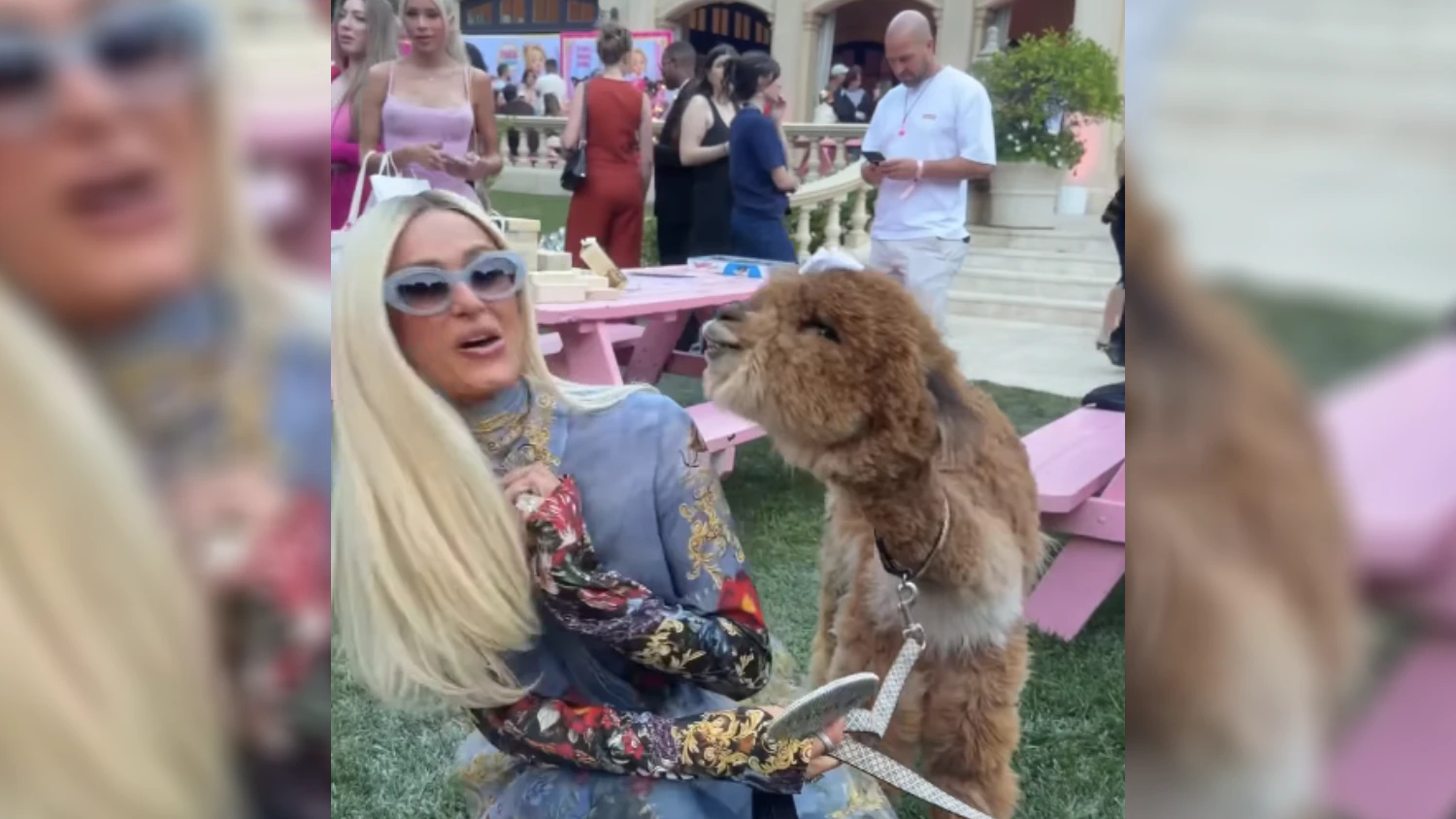Damit rechnete sie nicht! Alpaka bespuckt Paris Hilton