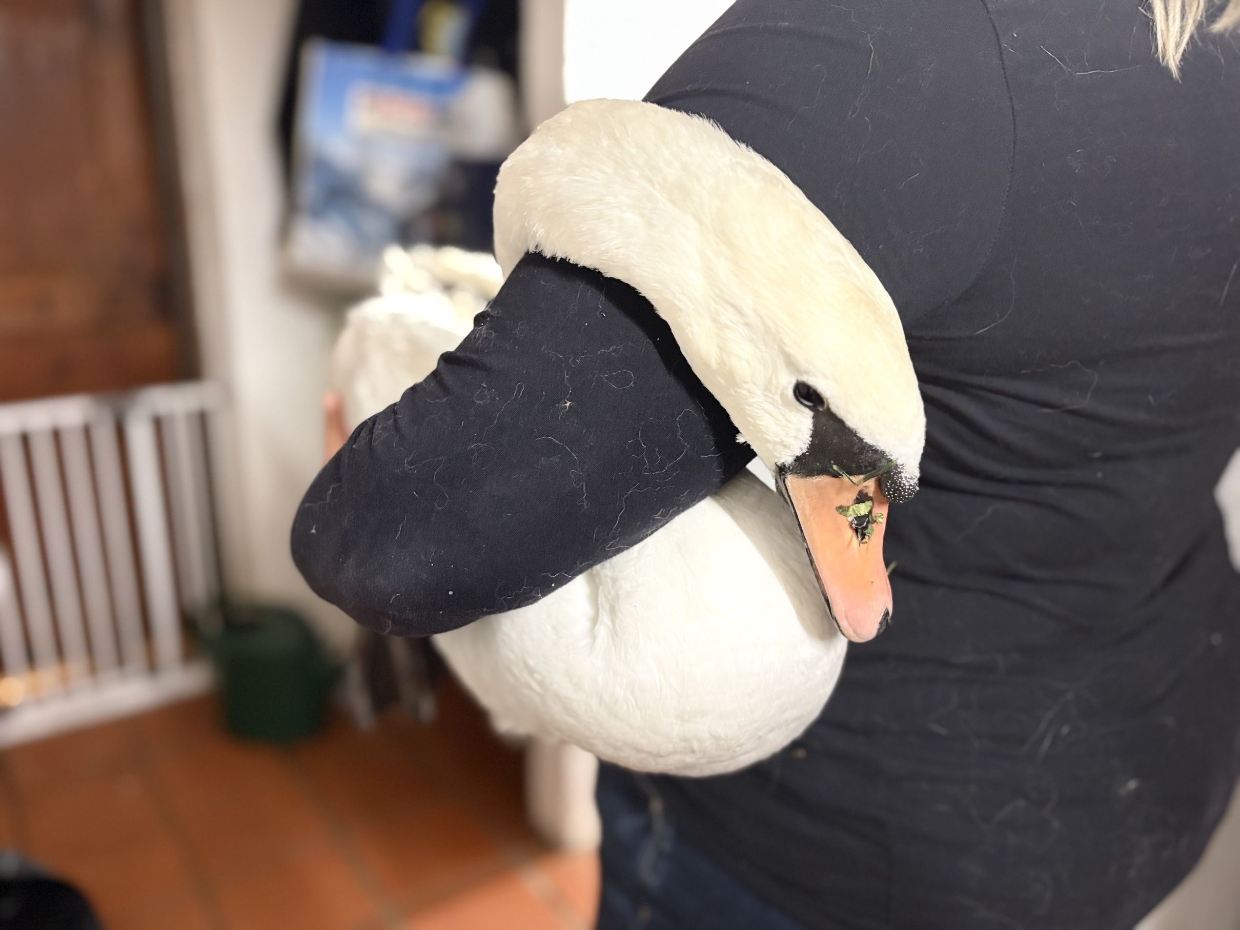 Heute.at - Von Bus angefahren und liegengelassen – Schwan tot