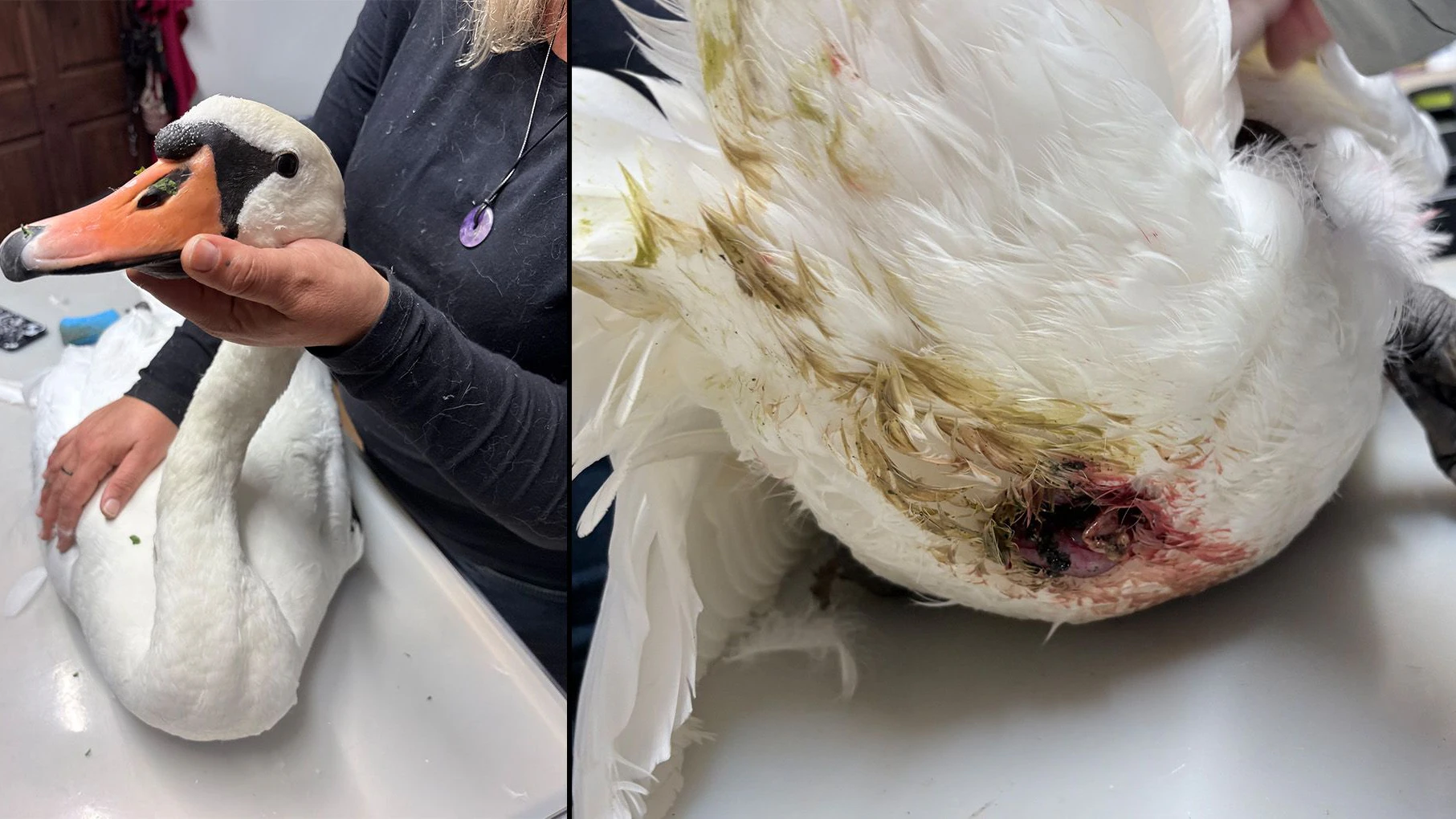 Leider erlag der wunderschöne Schwan seinen schweren Verletzungen.