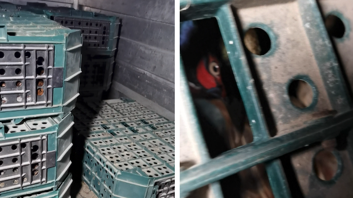 Nach einem Hinweis einer Jägerin rückten sieben Tierschützer in der Nacht aus. Auf einem Firmengelände in Hof am Leithagebirge stießen sie auf die eingesperrten Vögel.
