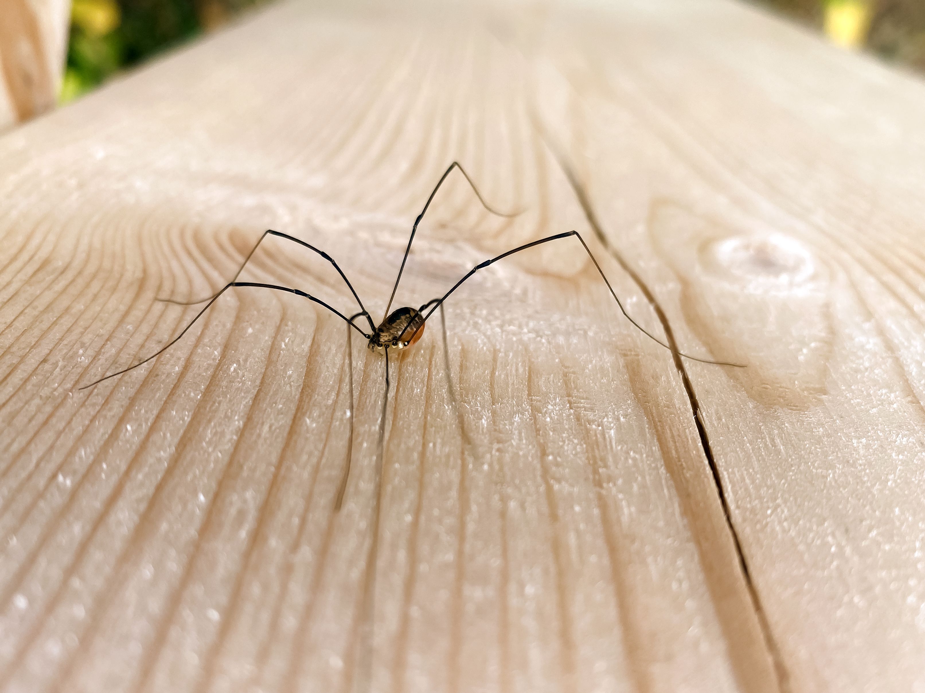 Langbeinig, flink und völlig harmlos: Weberknechte sind keine gefährlichen Mitbewohner.