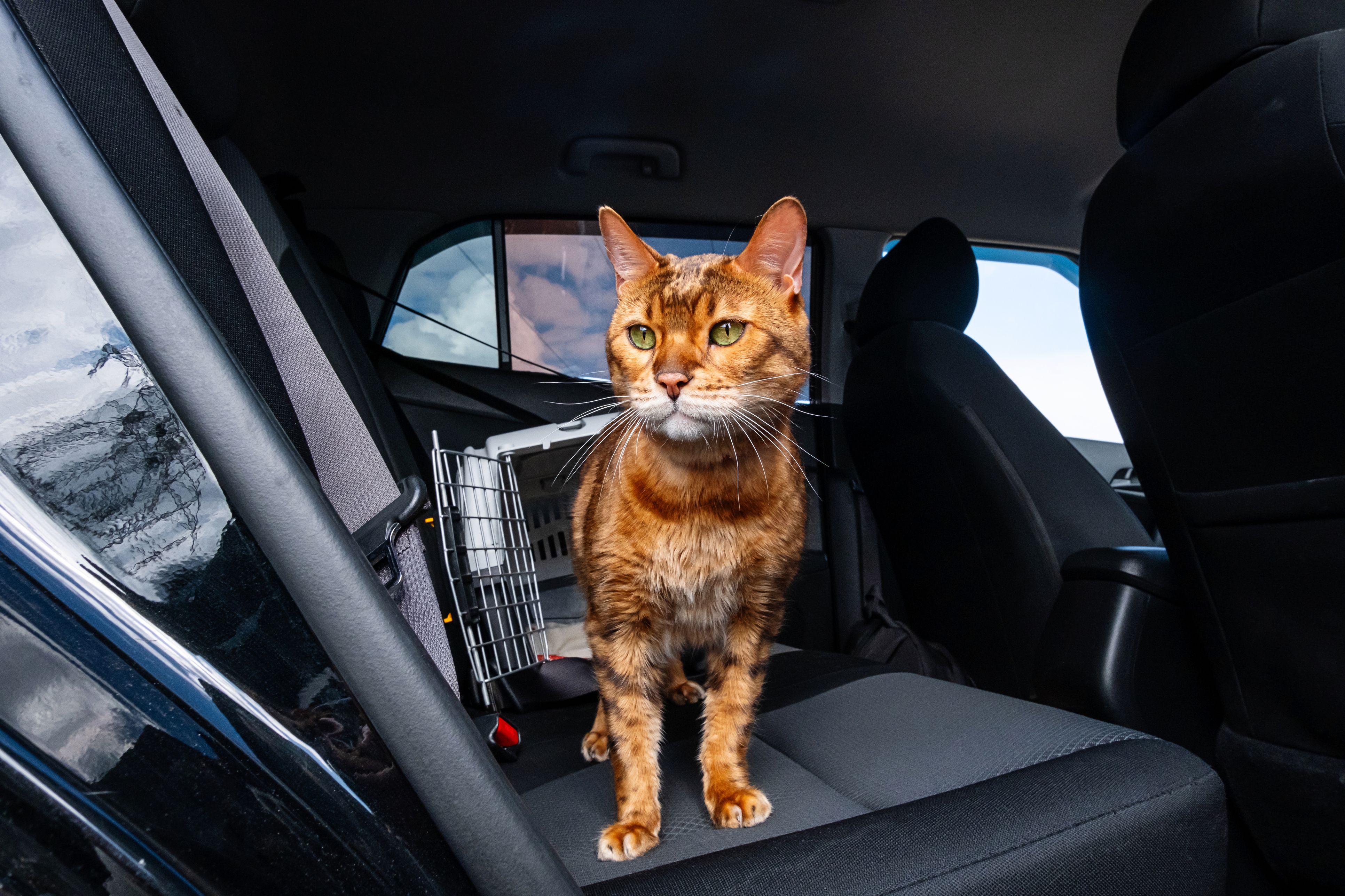 Heute.at - Pensionist brachte Katze zum Arzt – fuhr Mann dabei um