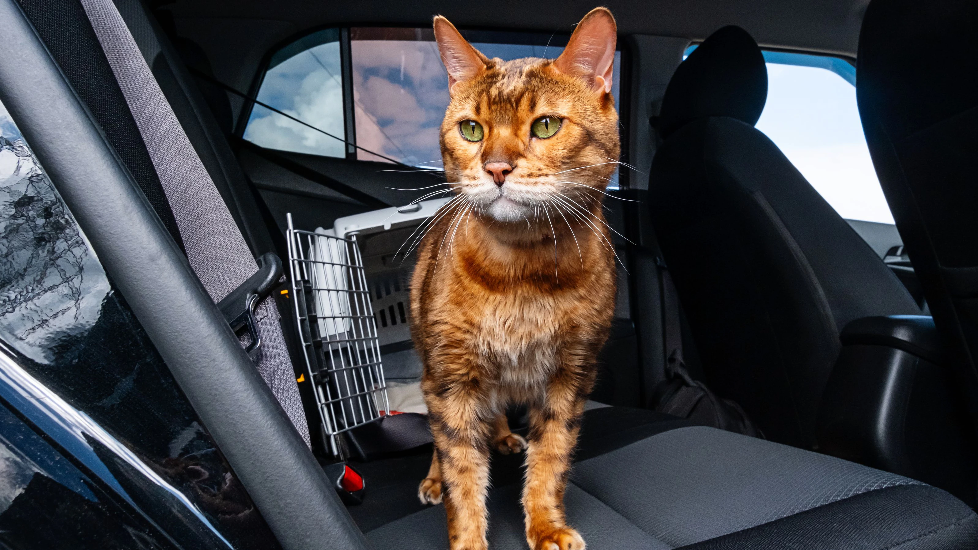 Der Lenker wollte seine Katze schnellstmöglich zum Tierarzt bringen und landete vor Gericht (Symbolbild).