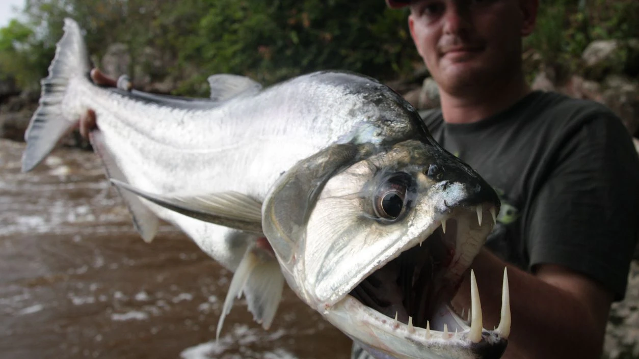 Der Vampirfisch wird auch Payara (Hydrolycus scomberoides) genannt. 