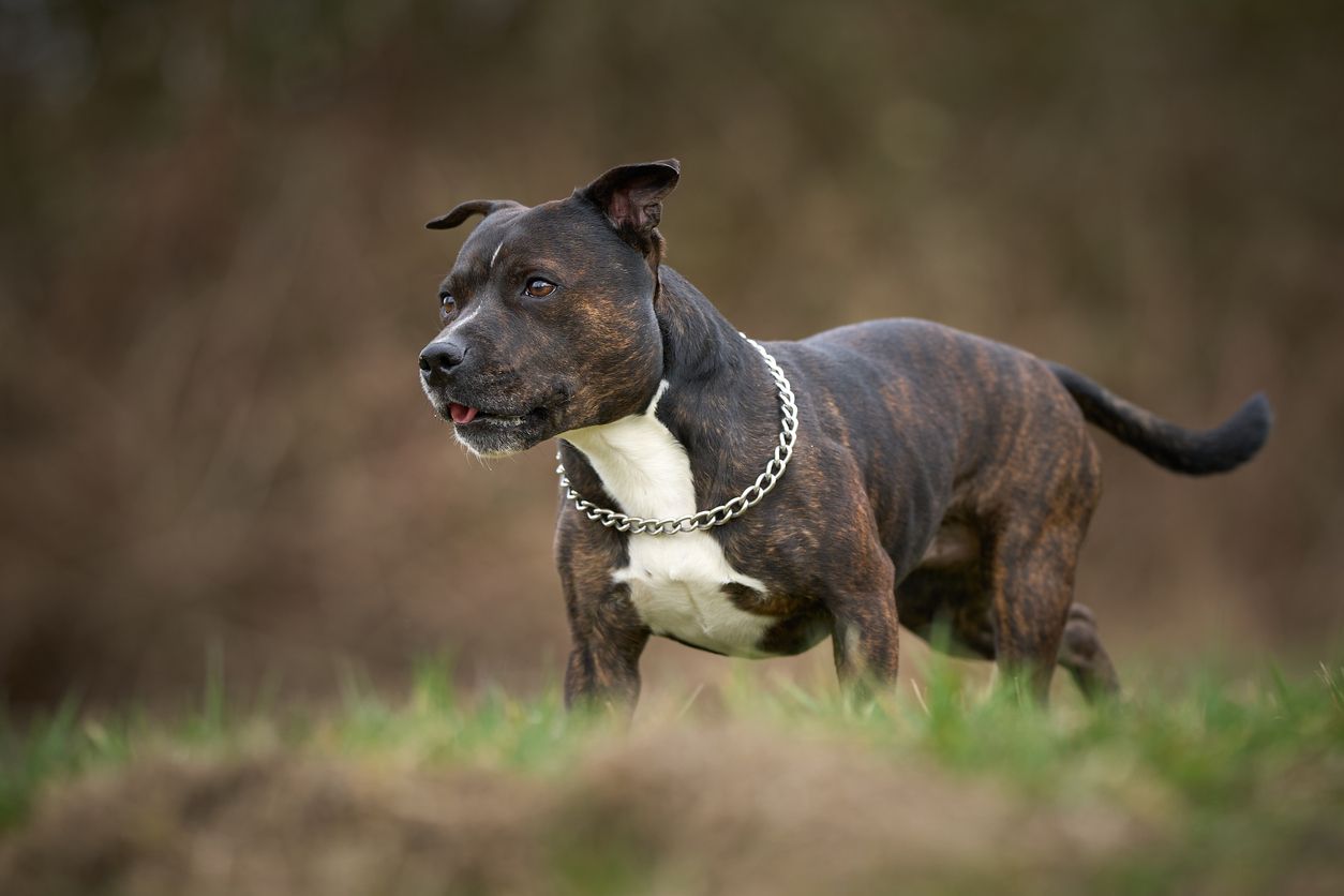 Ein Staffordshire-Bullterrier griff eine Frau und ihren Sohn an.