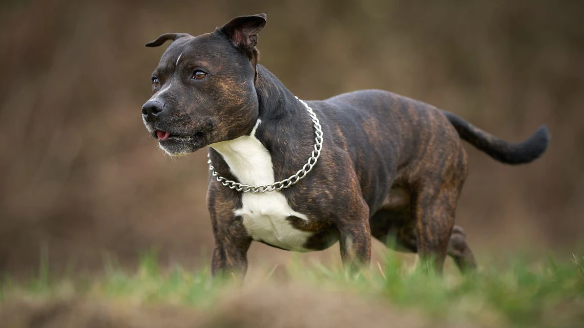 Ein Staffordshire-Bullterrier griff am Montag eine Frau