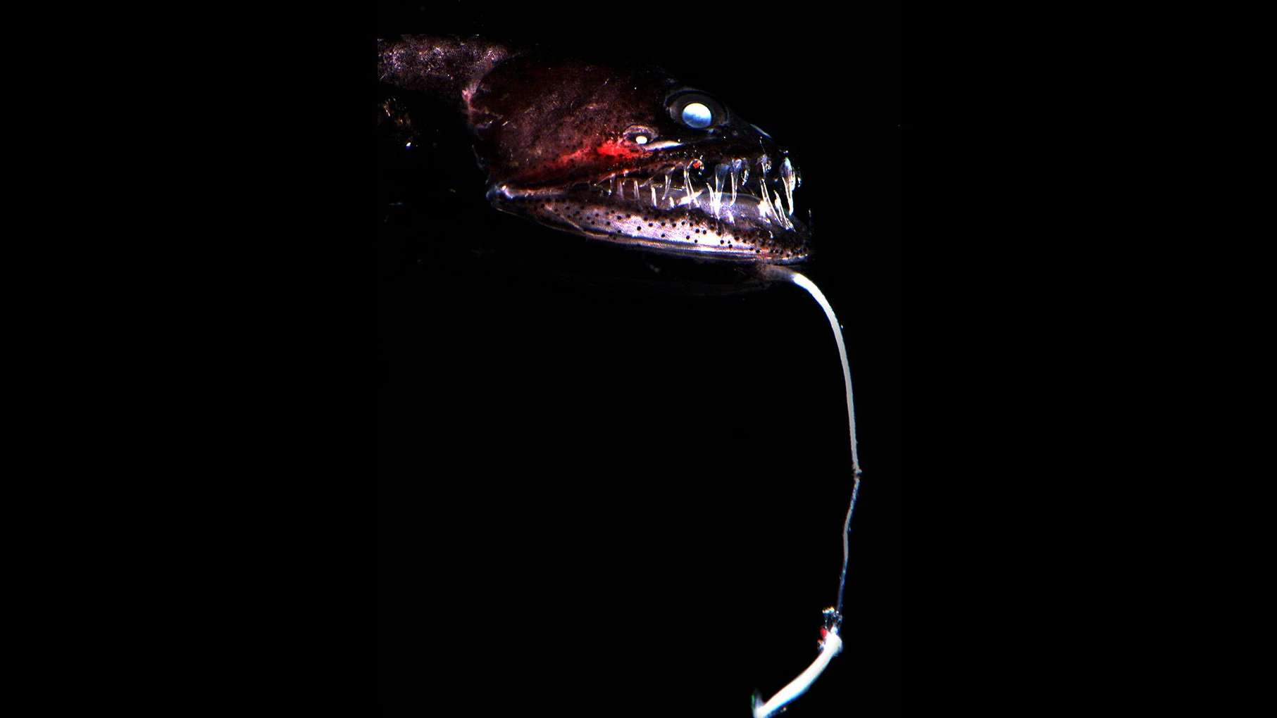 Von dem Schwarzen Drachenfisch gibt es kaum Aufnahmen, da er so tief im Meer haust.
