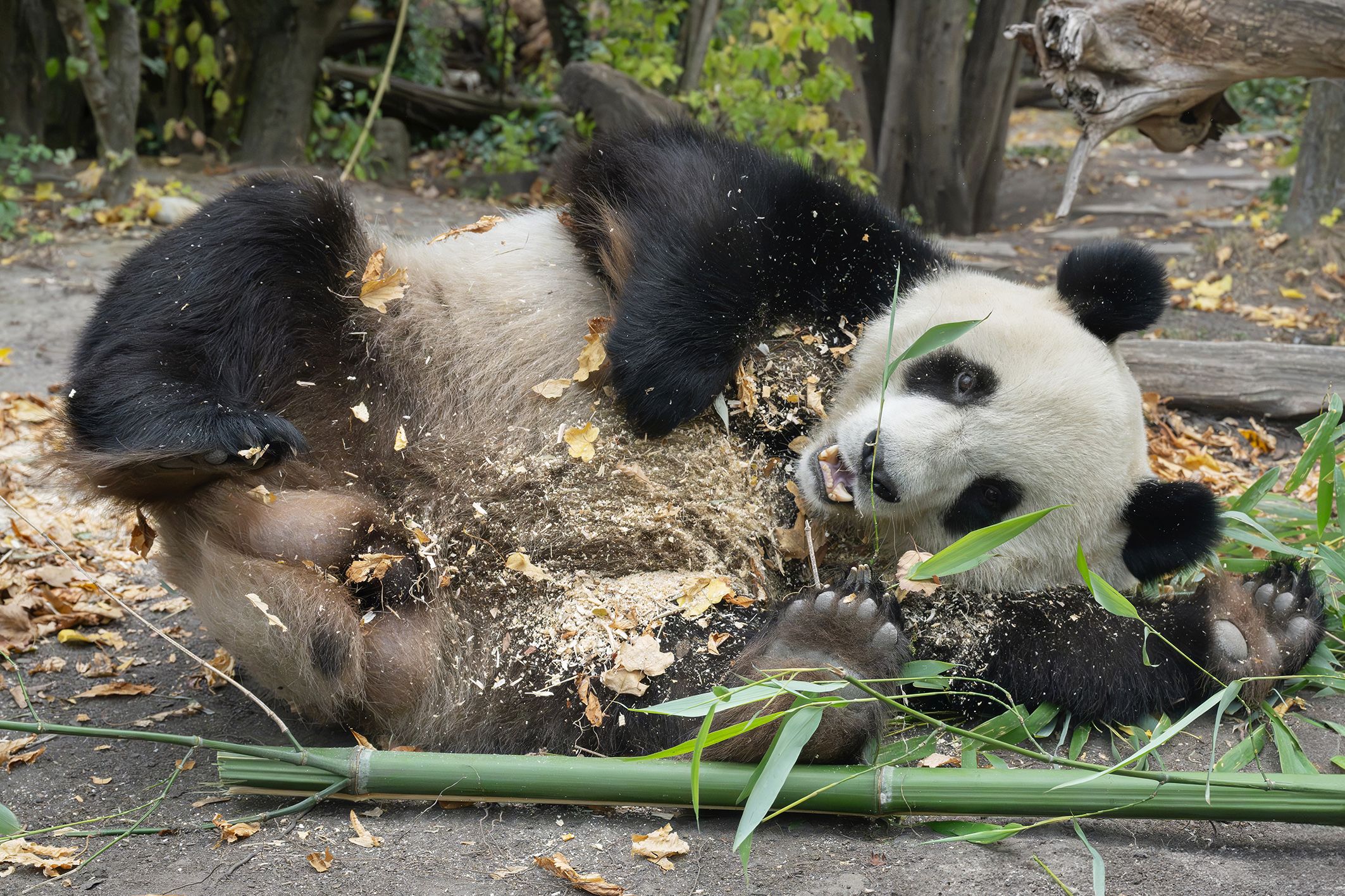 Heute.at - Neue Öffnungszeiten um Pandas rumkugeln zu sehen
