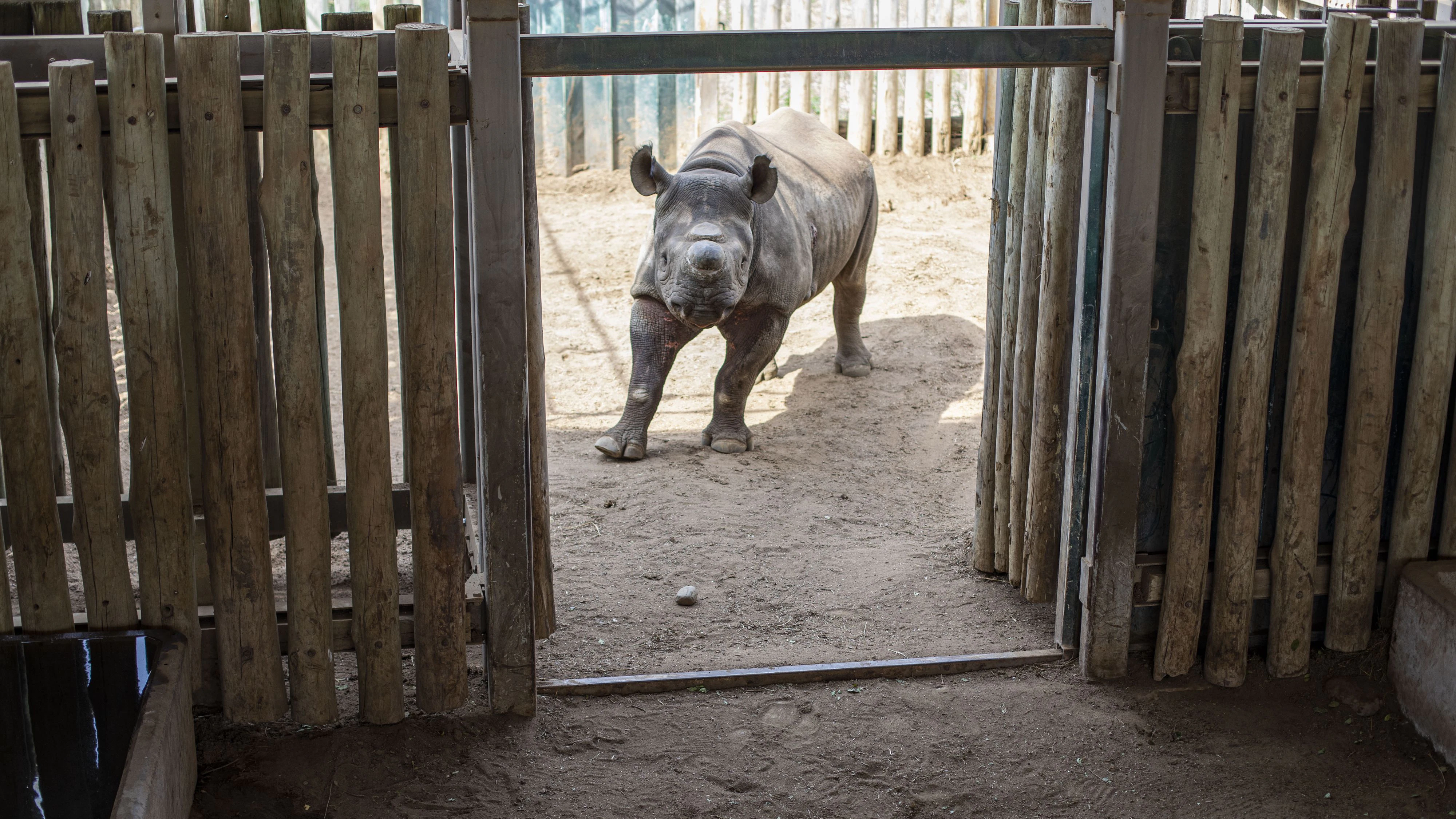 Für ihr Horn werden die Tiere grausam verstümmelt.