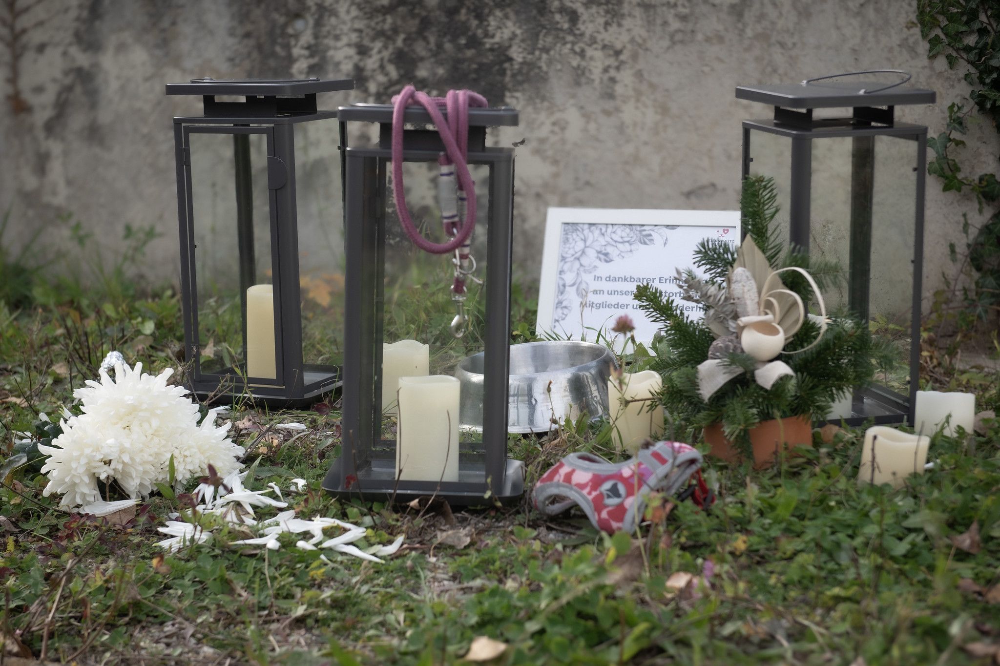 Heute.at - Kerzen im Tierschutzhaus: Gedenken an verstorbene Tiere