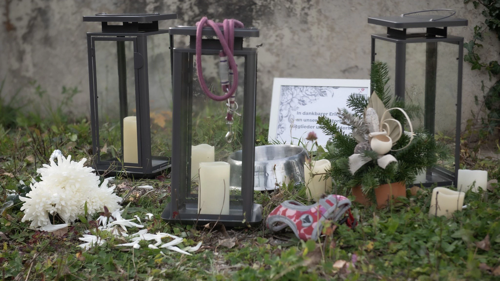 Kerzen im Tierschutzhaus: Gedenken an verstorbene Tiere