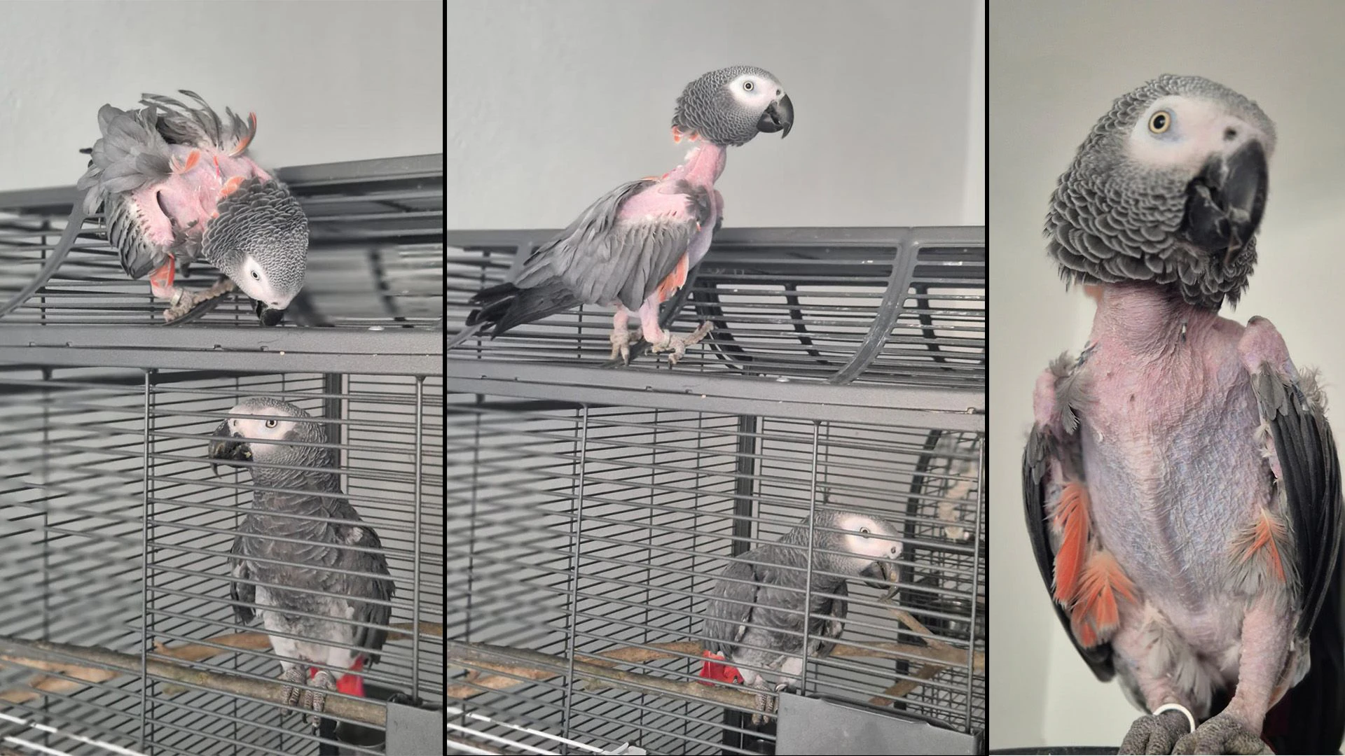 Jetzt leidet Coco unter der Trennung&nbsp; von Guggi.