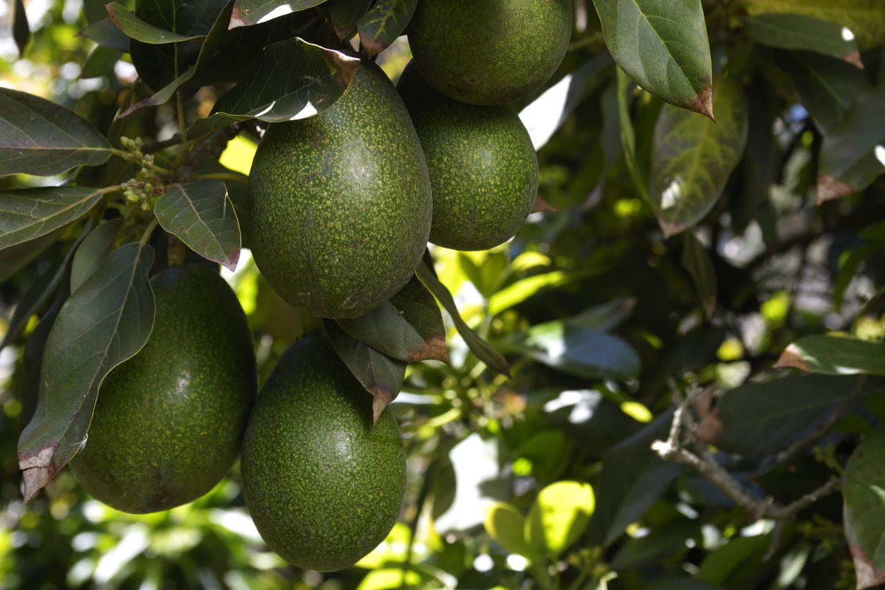 Heute.at - Avocado traf Baby am Kopf, drei Tage später ist es tot