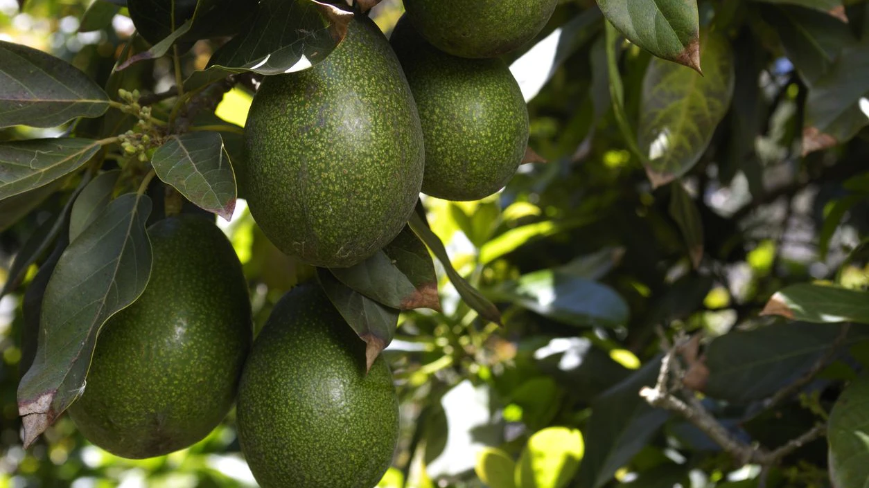 Eine herabfallende Avocado traf ein zwölf Tage altes Baby in Argentinien am Kopf. Drei Tage später starb der Bub. (Symbolbild)