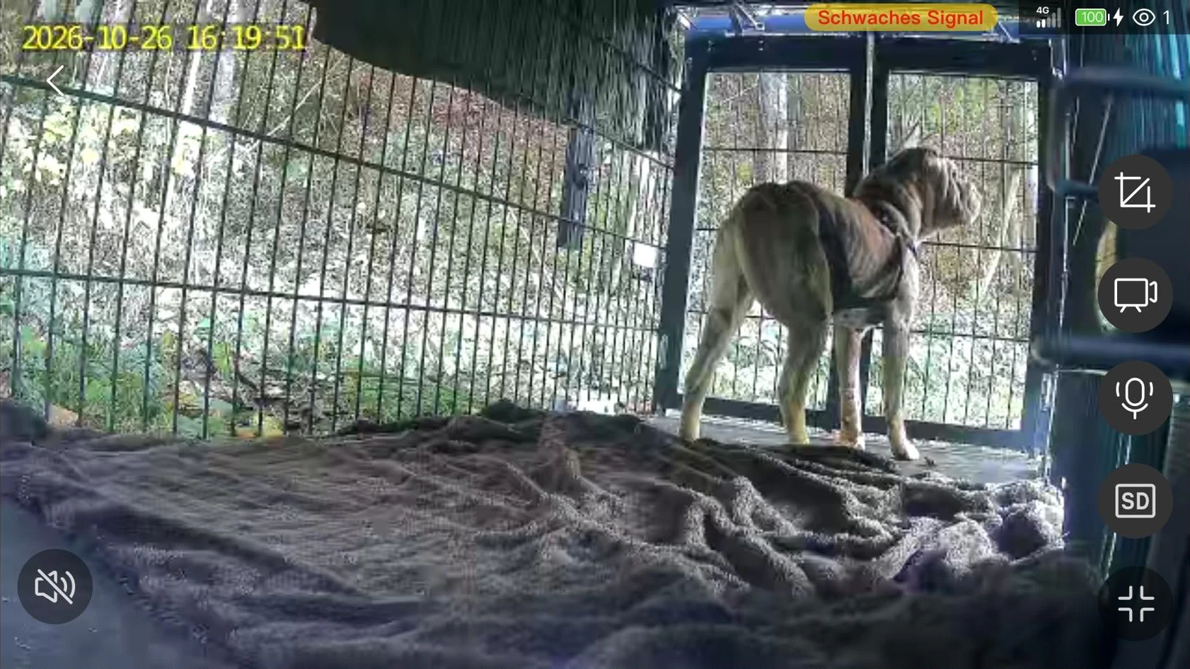 "Barbara" tapste zum Glück hungrig in die Lebendfalle. 