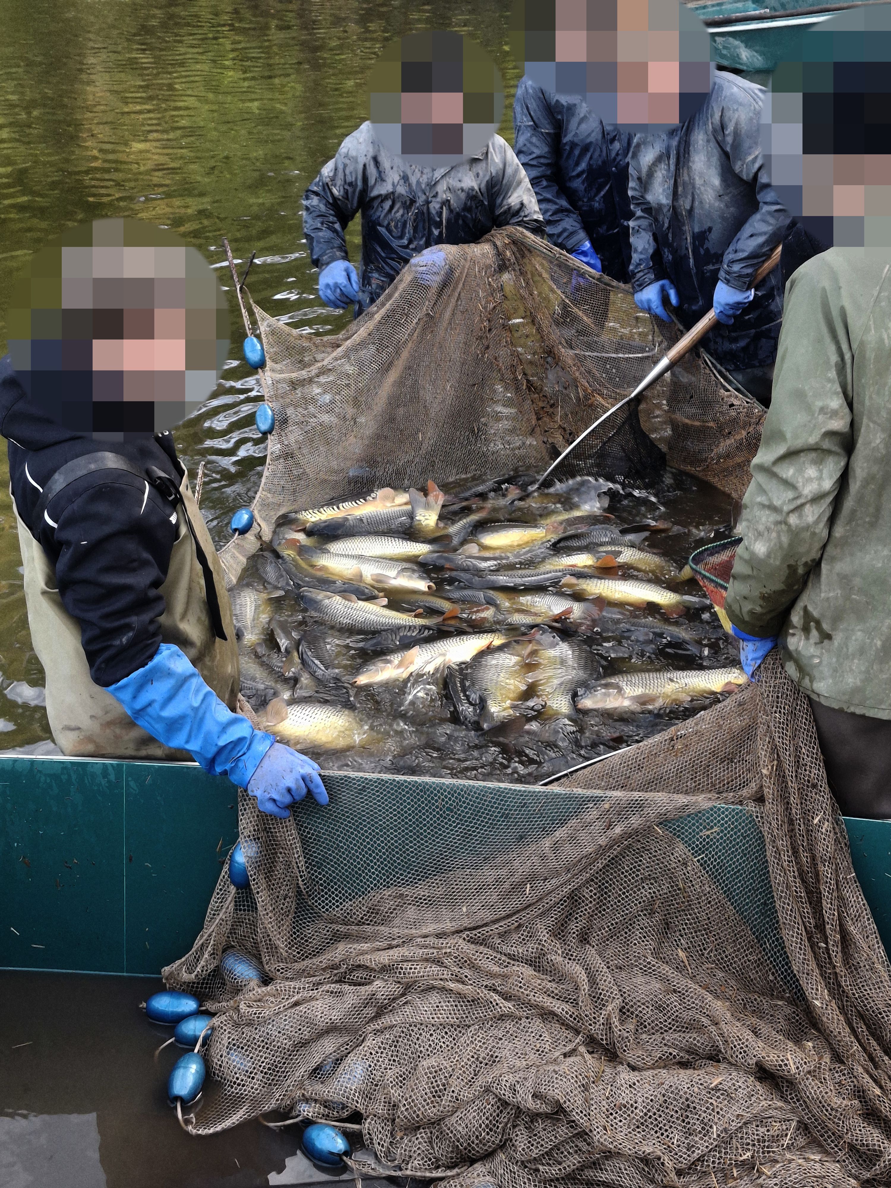 Karpfen sollen beim Abfischen unnötigem Stress ausgesetzt, grob behandelt und teilweise viel zu lange außerhalb des Wassers gehalten worden sein.