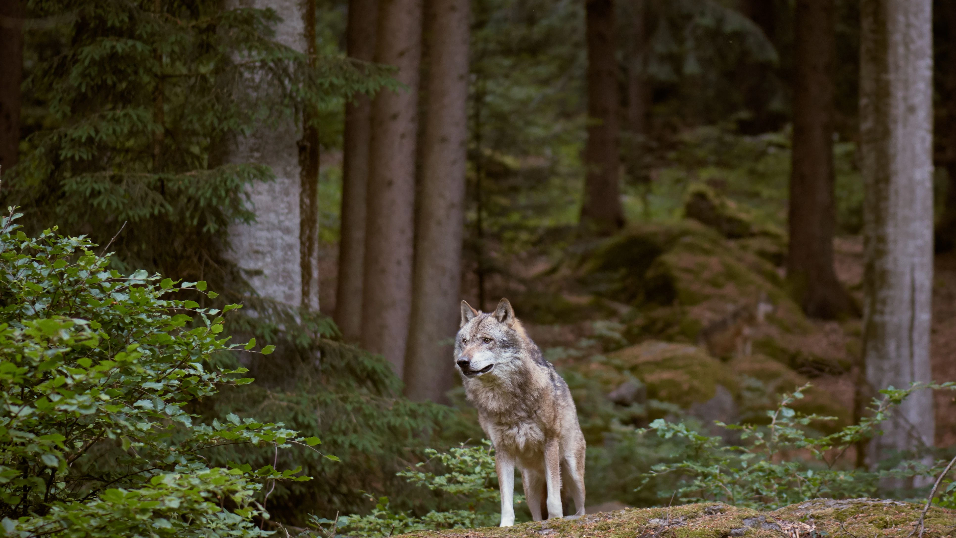Ein Wolf soll ein Kind angegriffen und verletzt haben. (Symbolbild)