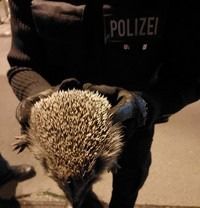Der verängstigte Igel wurde durch die Bundespolizisten in 