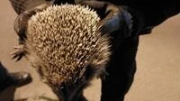 Der verängstigte Igel wurde durch die Bundespolizisten in "Schutzgewahrsam" genommen.