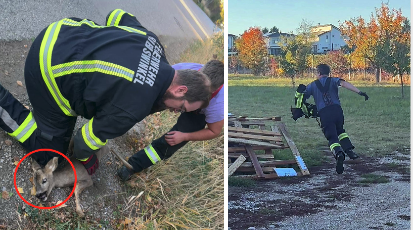 Die Feuerwehrleute wrestleten das verirrt umherlaufende Reh praktisch zu Boden.