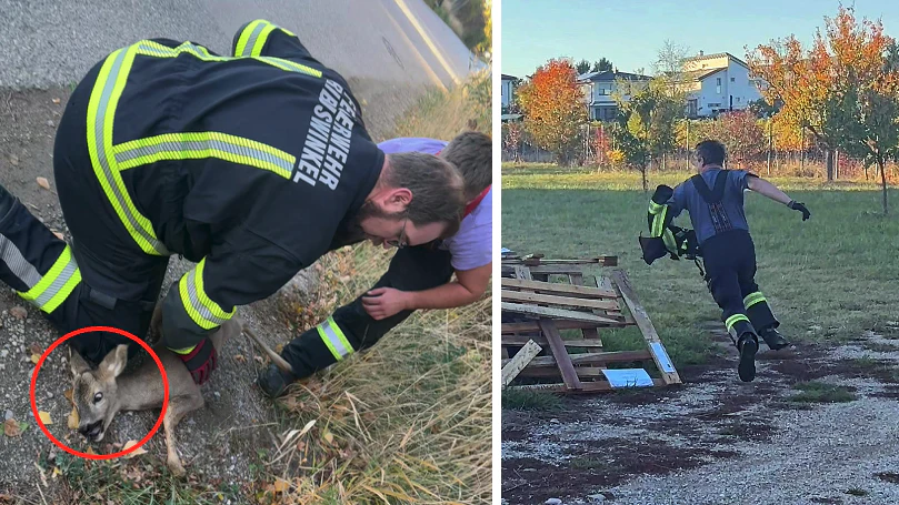 Die Feuerwehrleute wrestleten das verirrt umherlaufende Reh praktisch zu Boden.