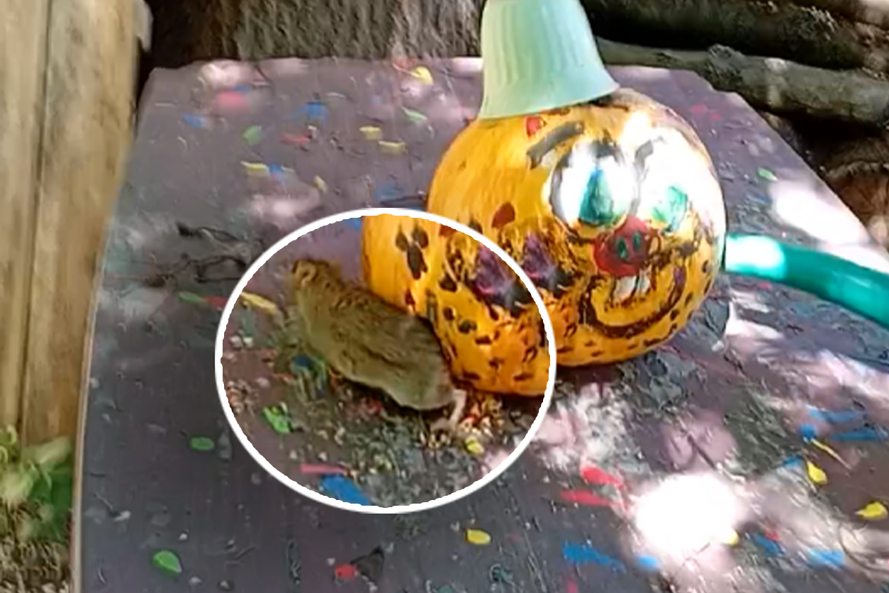 Die Ratte sorgte für einen Überraschungsmoment.