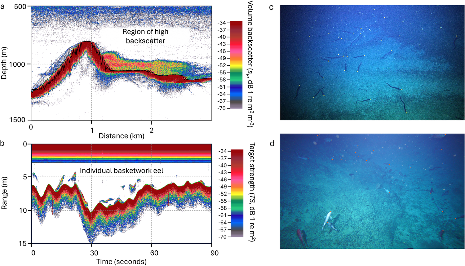 Ein einzigartiges ökologisches Phänomen, das mithilfe der Hydroakustik quantifiziert wurde: die Laichansammlung von Tiefsee-Aalen am Patience Seamount
