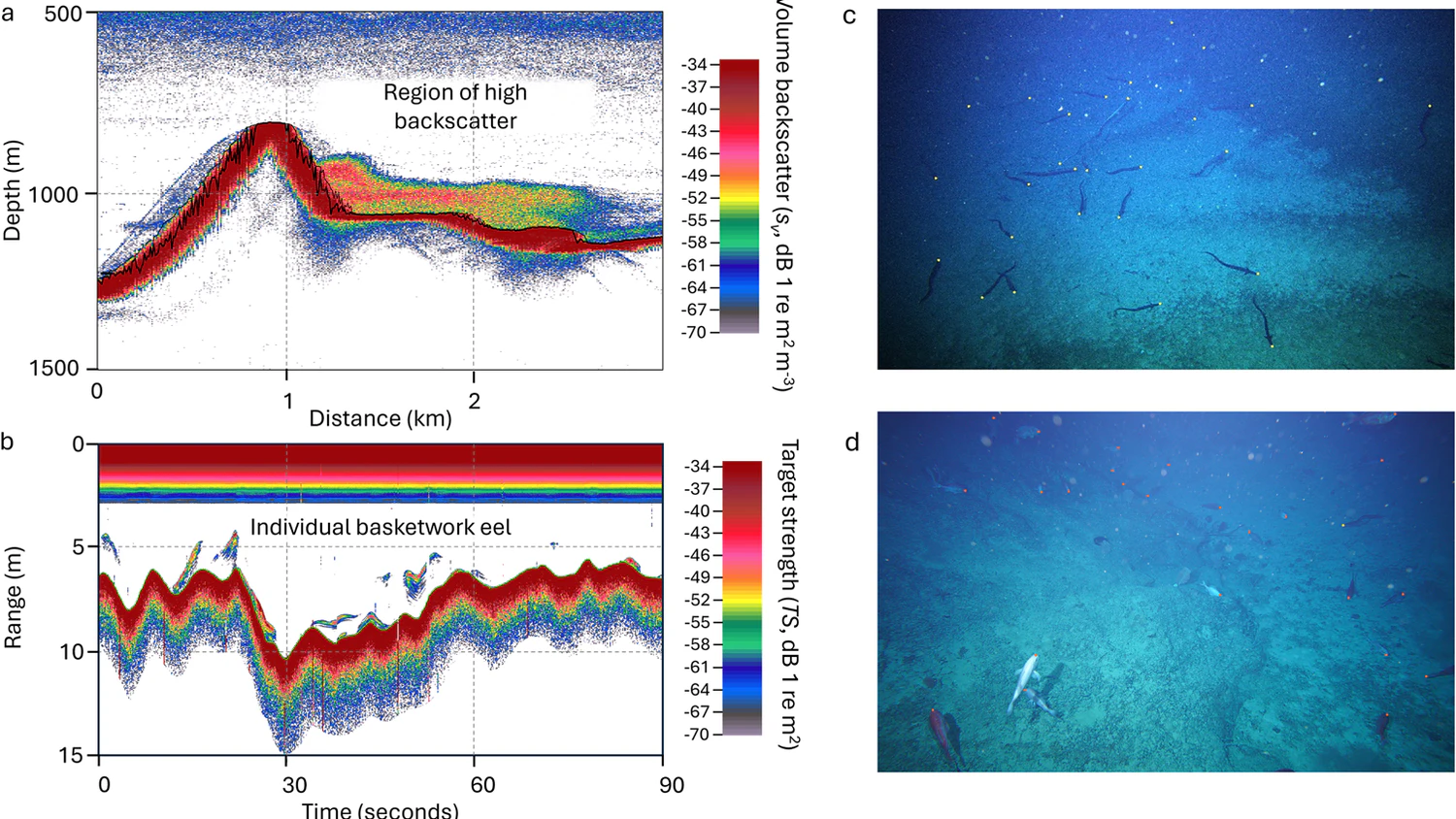 Ein einzigartiges ökologisches Phänomen, das mithilfe der Hydroakustik quantifiziert wurde: die Laichansammlung von Tiefsee-Aalen am Patience Seamount