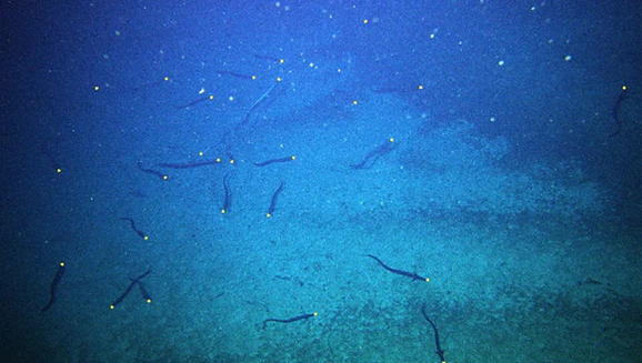 Ein einzigartiges ökologisches Phänomen, das mithilfe der Hydroakustik quantifiziert wurde: die Laichansammlung von Tiefsee-Aalen am Patience Seamount