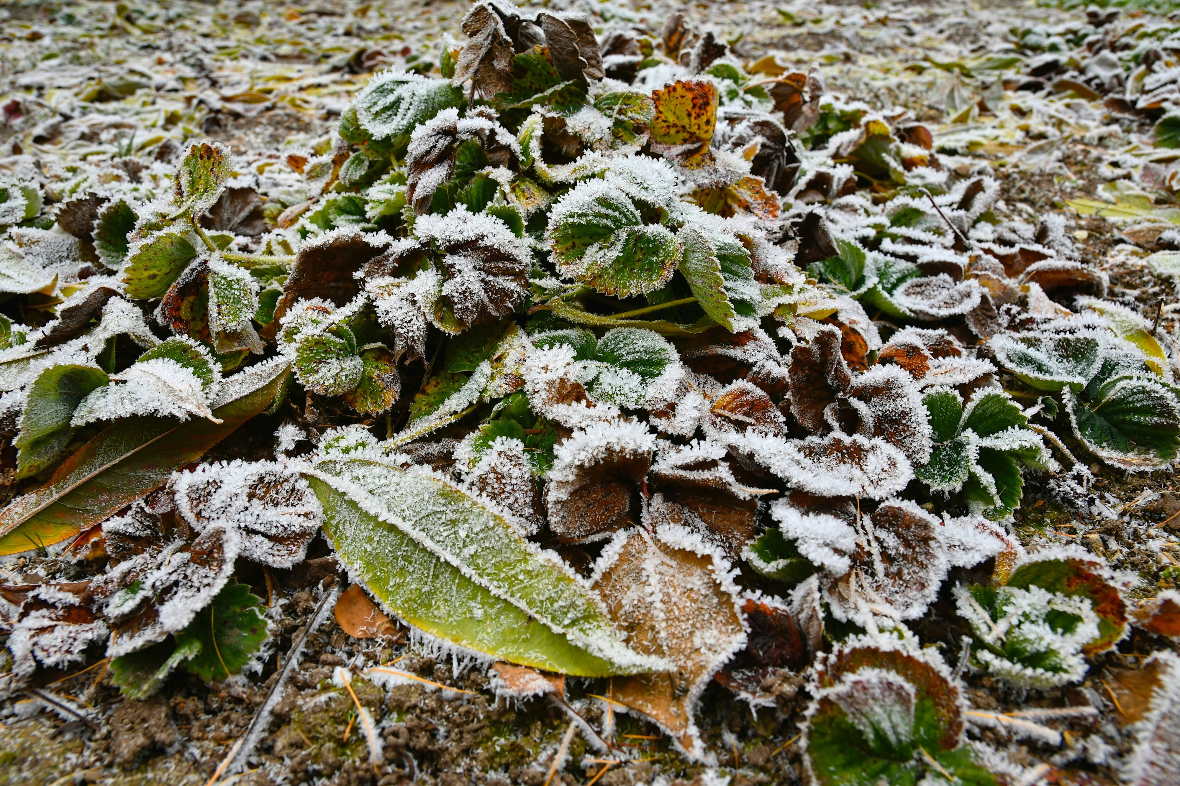 Heute.at - 6 Aufgaben, die du vor dem 1. Frost erledigen musst
